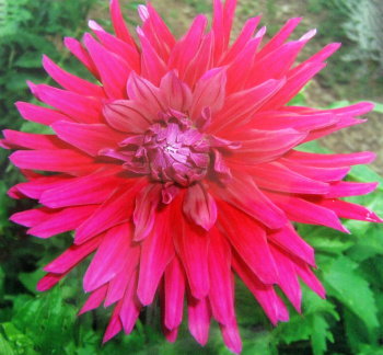 Dahlia ' H G CHAD E '  (L.C.)  Jones R.  USA  2000  Portland Dahlia Society Archives   USA 2017  (David Brown)